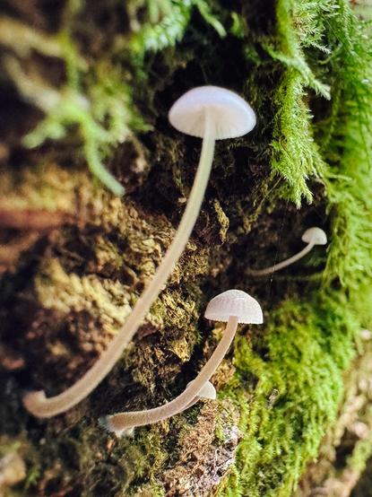 a closeup of several small, white, delicate mushrooms emerging from a mossy log.