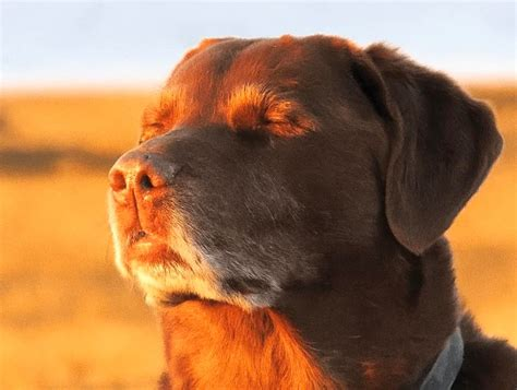 Cooked dog meme. A brown lab good boy with his eyes closed and face somber faces the sun.