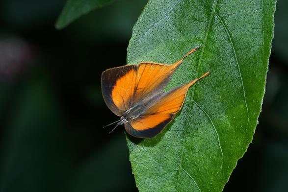 Yamfly (Loxura atymnus) . Taken at Kozhikode, Kerala, India.