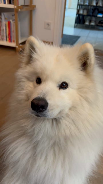 A small white dog with a good face munching very loudly on a corn tortilla.