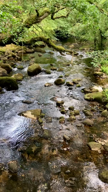 A river view from a bridge, with mossy trees.