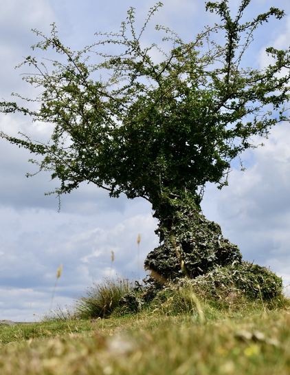 low view of a small hawthorn tree on moorland.