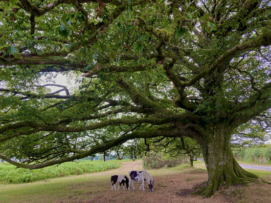 Mossy large beech tree and a pony and foal underneath.