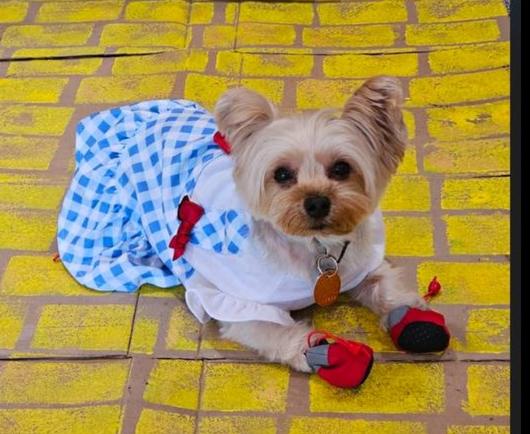 Tiffany is a wee Yorkie dog.