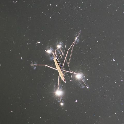 A water bug, a true bug with a narrow cartouche-shaped body held above the surface of a stream by long, widely-straddled legs. This one is washed out by sunlight but probably brown with a white racing stipe down its side. It has some lumpy ornament, protuberant eyes, and little alert antennae. More importantly, spots of reflected sun at each contact point where the water bends to meet the legs flare into credible stars; and the detritus on the dark gray surface of the creek looks like a starfield in an overexposed telescope sky. The slim body of the bug is reflected darkly but precisely below it in the plane of the stars. It's a bit eerie.
