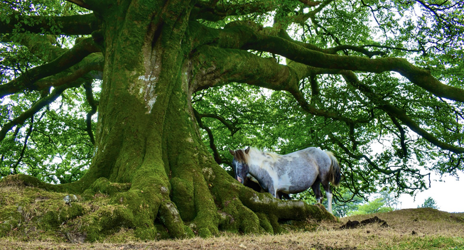 Pony and beech tree