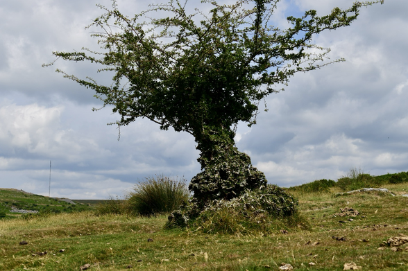 Twisty moorland hawthorn.