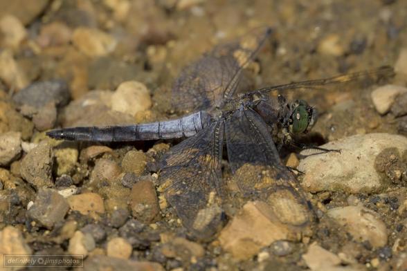 a dragonfly resting on a path