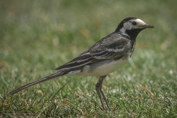 a small black and white bird with a long tail