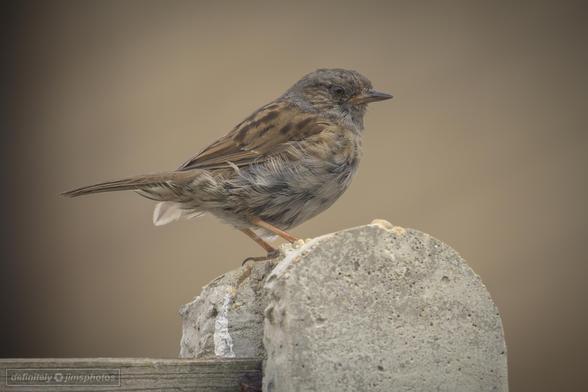 a small brown bird stood on a fence post