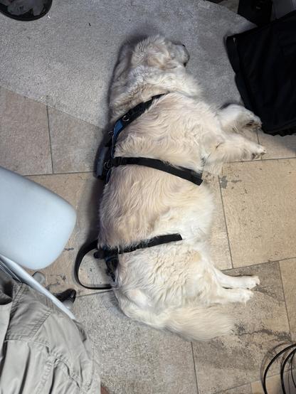 An old white dog sleeping on her side with a help em up harness on