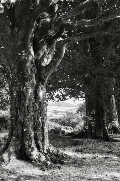 A black and white photo of a row of beeches and a landscape beyond.