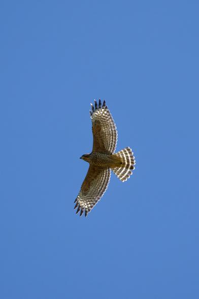 A shot of a flying hawk from below, with bright blue cloudless sky behind and sunshine lighting up its spread wings and fanned tail. It's an immature California red-shouldered hawk, with high contrast barred flight geathers and very streaky underparts. the one eye we can see has caught a warm gleam of sunshine even though the face is in shade.