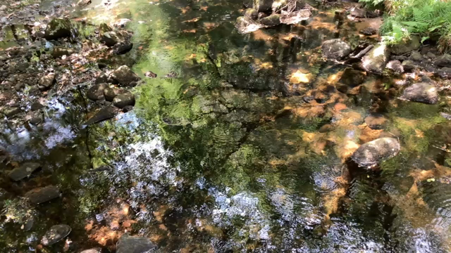 Trees reflected in a river on a summer’s day.