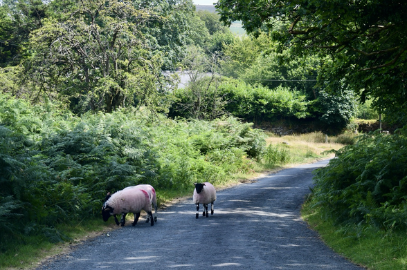 Two sheep walk along a rural lane fringed with trees and bracken.