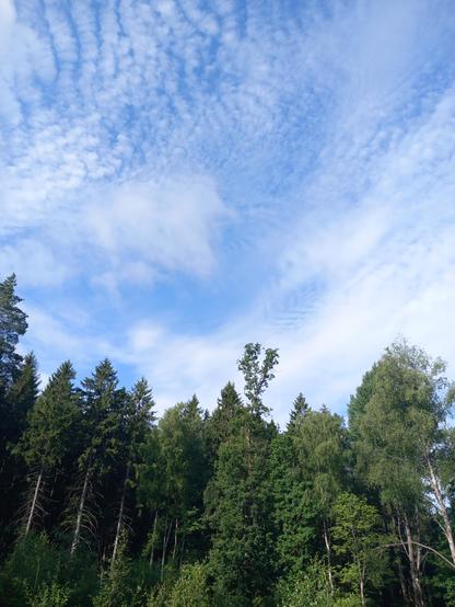 Trädtoppar och molnskyar på blå himmel