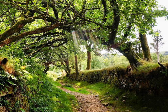 A path with oaks bending over it, with sun slanting through the branches.