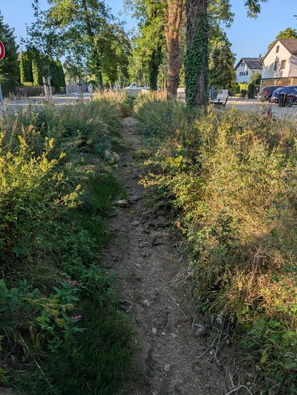 A narrow, dry dirt path or stream bed, lined with tall grass and summery undergrowth, next to a street with houses in the background.
