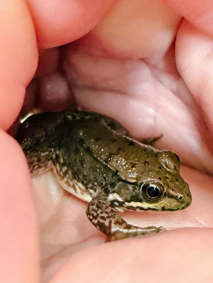 a small green frog in my cupped hands