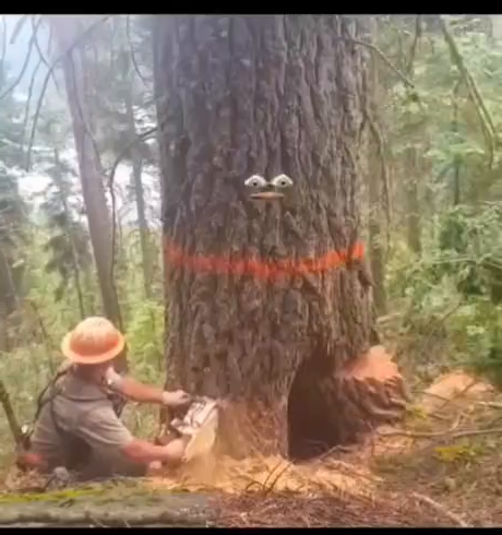 Mann sägt Baum mit Motorsäge an

Musik: Rage against the machine

Teile des Baums brechen gefährlich weg
Holzfäller flieht, Kern des Baums bleibt stehen und singt den Refrain
"Fuck you I won't do what you tell me" (3 x) dann "Motherfucker!"