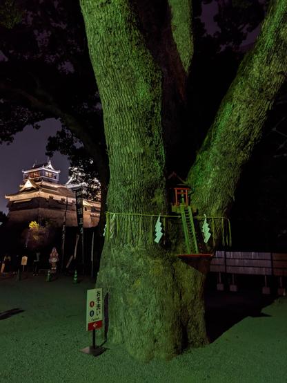 A nighttime view of the slightly lit dark/black Kumamoto castle tower to the right of frame. The foreground and slight right of frame is filled by a large tree with split trunk about 5 feet from the ground and a miniature red torii and ladder shinto shrine in the tree
