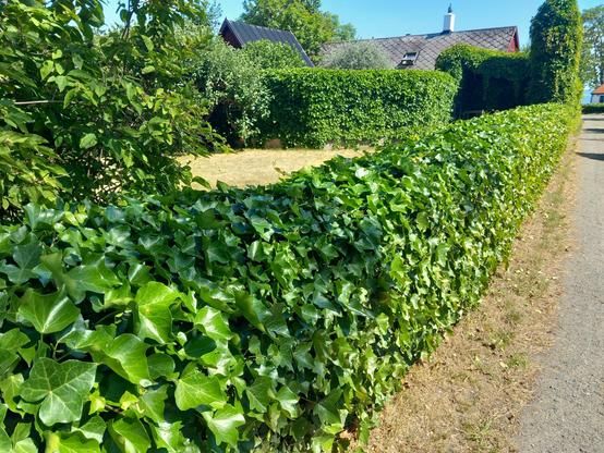Trädgårdsmurar helt inklädda i murgröna och vildvin