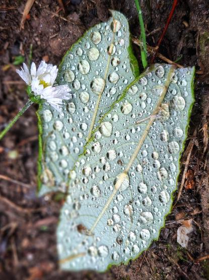 two fallen leaves and a daisy head, sprinkled with glossy raindrops