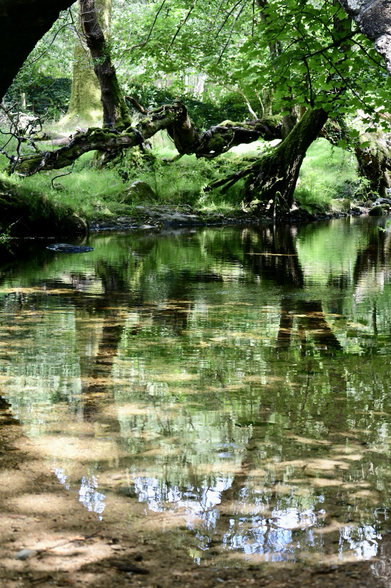 Beech tree reflections under a bridge.
