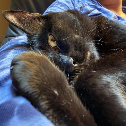 A black cat curled up in the crook of a human arm. Her slightly out of focus back foot is between her face and the lens: we see one eye looking mischievously at us and one ear very alert as she snuggles her forehead into the arm. Her fur is very sleek and shiny but has loose hairs straggling here and there over her pretty face and the front arm she is bringing up to snuggle in more closely.