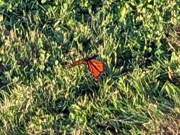 A zoomed-in photograph of what I am guessing is a Monarch Butterfly.