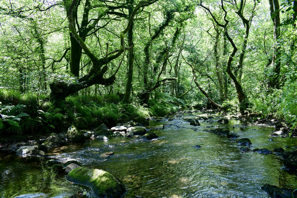 Twisty green trees bend over a river on a summer day.