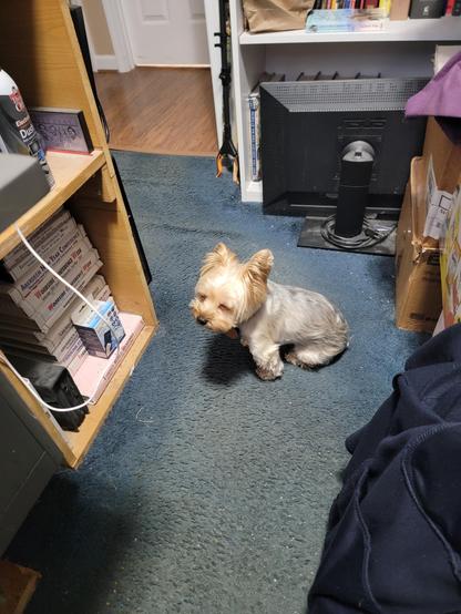 Tiffany, the wee Yorkie.