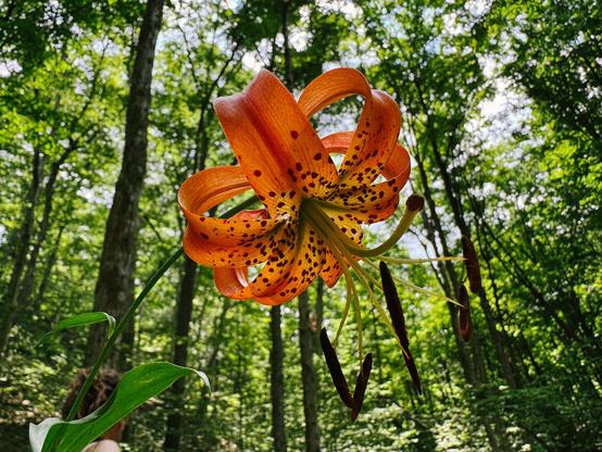 a Turk’s cap lily (Lilium superbum) in the forest