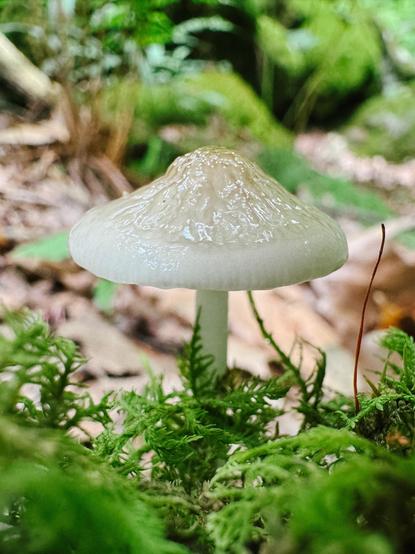 a small whitish mushroom still glistening from its birth, growing near some moss. the top of the mushroom is somewhat mammalian: nipple shaped and slightly darker than the surrounding mushroom cap