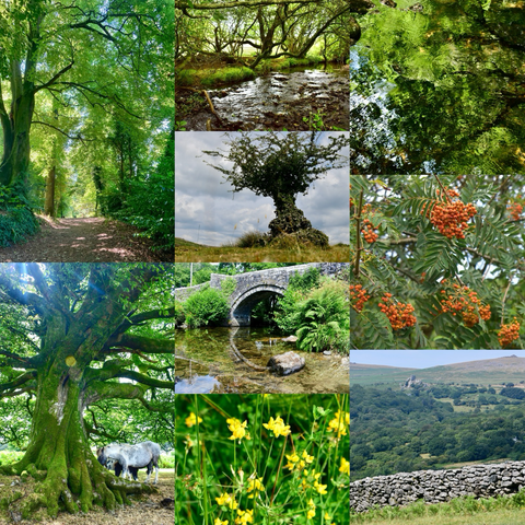 A collage of photos, including beech trees, a bridge, berries and wildflowers.