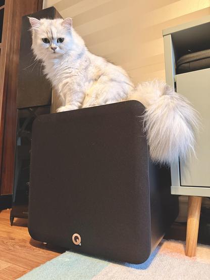 fluffy white Persian cat sat on top of a Q Acoustics 12” subwoofer