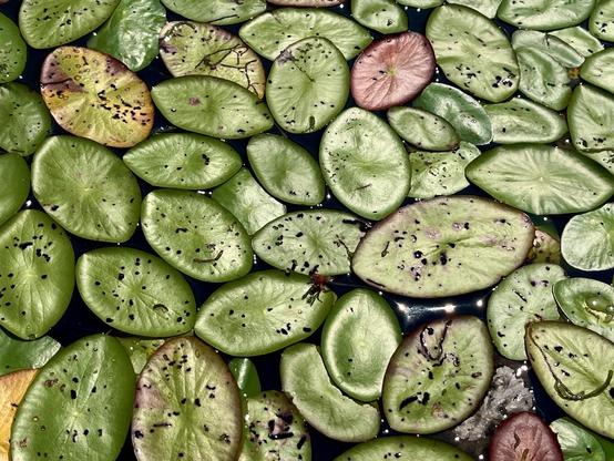 Small Oval lily pads shot from almost directly above. They are crammed together tightly causing the edges of many the pads to pucker up relative to the center. The natural waxiness reflects the strong sunlight. The pucker creates interesting oval patterns. Several of the pads are dying or diseased creating red and yellow. Most have been chewed on by insects.