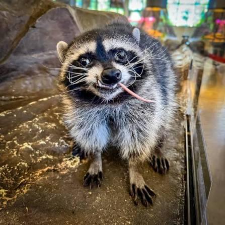A raccoon in an enclosure looks directly at the camera. She has a worm sticking out of her mouth. Her jaws do not close properly so her bottom teeth protrude from her mouth, giving her an adorable if unhinged expression.