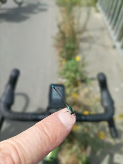 a tiny blueish dragonfly landed on the tip of my index long enough for me to take a blurry picture, with my bike handlebars as background