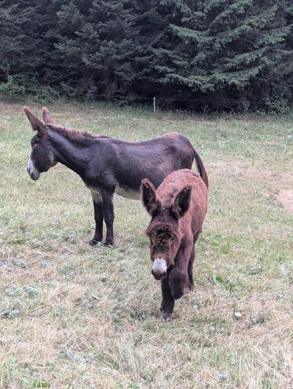 Deux ânes dans un pré. L'un des deux, plus grand, au poil ras et à la robe brun foncé, se tient immobile en arrière et regarde vers la gauche. La deuxième, plus petit, plus velu et d'un brun plus clair, marche en direction de la caméra.