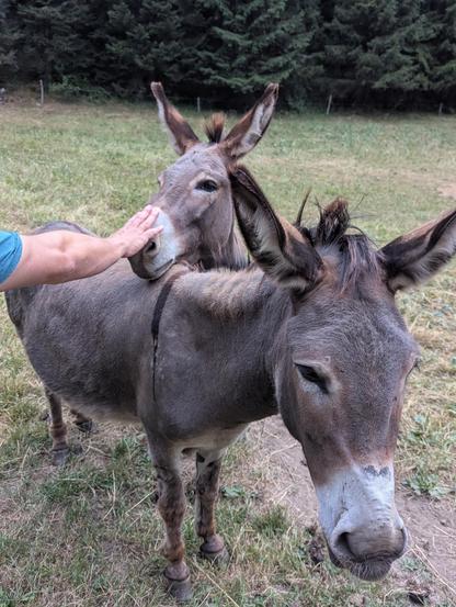 Deux autres ânes dans le même pré. L'un a la tête posée sur le dos de l'autre pendant qu'une main humaine lui caresse le nez.