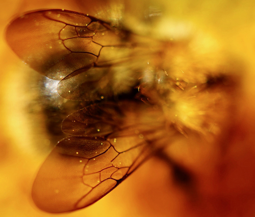 Macro photo of bee harvesting pollen