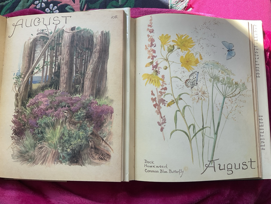 Paintings of grouse and heather and wildflowers and butterflies.
