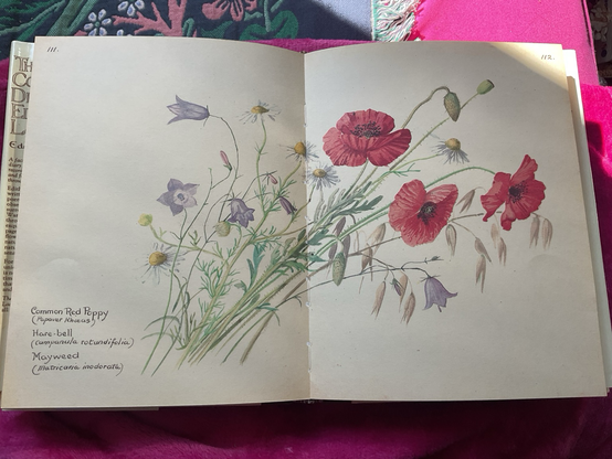 Two page painting of a poppy, harebells, and oats.
