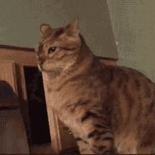 Image attached toot