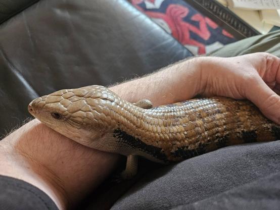 a blue-tongue skink resting on an arm, accepting some scritches on his lower back.