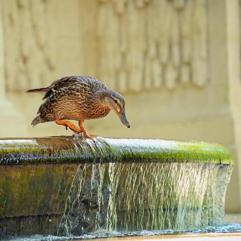 A female mallard duck stands on the algae-green edge of a stone fountain. Water flows over her orange feet. The water is flowing down onto a ledge about 30cm below her, just a little bit more than her own height. She's lowering her head to check the distance, and lifting up one foot, preparing to make the hop down.