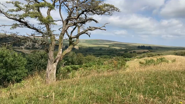 A timelapse video of A hawthorn tree on moorland.