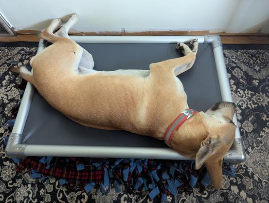A light brown dog is laying haphazardly on a gray dog bed on top of a black carpet with tan design.