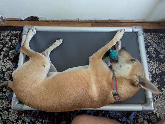 Same dog is on the same bed, butt hanging out and chewing on an alligator chew toy.